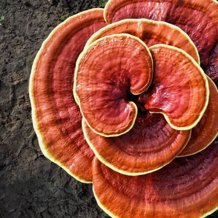 ganoderma_04-1.jpg
