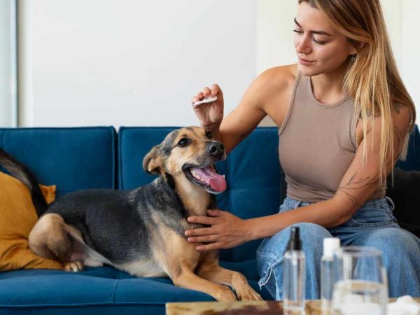 CBD-Kapljice-za-zivali